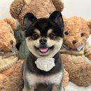 견공간샵 이미지