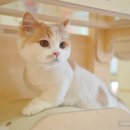 고양이 무마취 미용전문 네이버블로그
