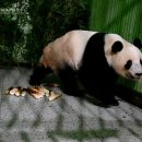 판다 이미지