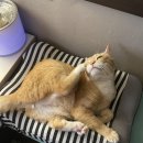 젠틀펫 이미지