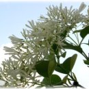 이팝나무(Fringe tree)같은.... 이미지