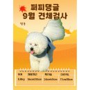 퍼피댕글 이미지