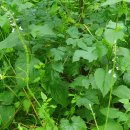 이삭피부나라 이미지