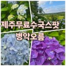 상창리-3 | 제주수국 무료입장 노지수국 병악오름 실시간 6월25일 기준 개화
