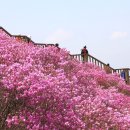 혈구산 고려산(진달래)﻿4월26일 산행안내 이미지