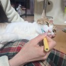 미미캣살롱&고양이호텔 | 고양이 반려묘 관련 자격증 종류 정리