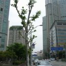 분당-227 이미지