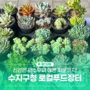 우아한푸드 | 신선한 우리 동네 먹거리, 수지구청 로컬푸드 직거래장터 방문 후기