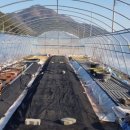 대성농장(5) 이미지