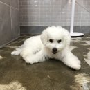 멍토피아 | 여수 애견카페 멍토피아 🐶 애견동반, 애견호텔, 미용 ✂ 강아지카페 추천 ♥ (여천, 부삼, 학동)
