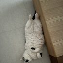 몽이묭실 이미지