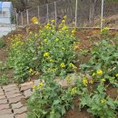 유채하우스 이미지