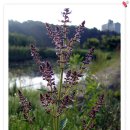 백화초등학교 이미지