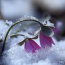 들꽃향기 이미지