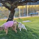 멍디브 | [광주 본촌동] 무더운 여름날☀️ 애견카페 늦게까지 운영하는 “멍디브” 다녀온 후기 🐶 내돈내산