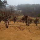 동원농장 2 Daum카페