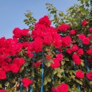 성황산길 이미지