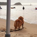 모아 동물병원 이미지