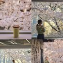 주차03 | [공지] 아킨니 : 대구 벚꽃 카페 1등, 내년에도 벚꽃이 피면 여기로 [26.03.28 개화 상황, 포토존 총정리]