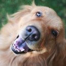 웃는 강아지 이미지