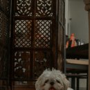 행운동물병원 이미지