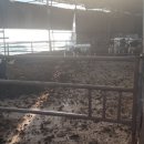 새일목장 이미지