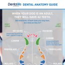 동물치과병원메이 이미지