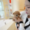 대구강아지분양 퍼피얌 이미지