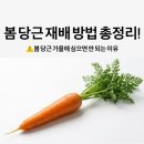 풍성농약사 | 봄당근 재배 방법 총정리!｜봄당근과 가을당근 차이, 심는 시기, 심는 방법, 수확 시기까지