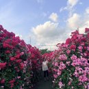 경산 하양비소-11 | 경산 하양 대부잠수교 장미터널 실시간 후기 🌹