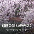(주)나무연구소 | 청평 옛 중앙내수면연구소 벚꽃, 1년에 16일만 열리는 가평 숨은 명소