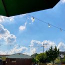 애견세상 이미지