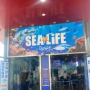 인어 | 부산 해운대 씨라이프 아쿠아리움 후기 | 인어공연·오션터널·동선·관람꿀팁 총정리