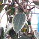 호야2농장 이미지