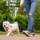 단장면 반려동물지원센터 이미지