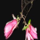 화정초교 이미지