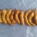 천마통신 이미지