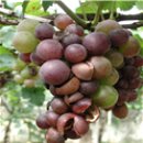 산야초약용식물관리지도사 2급 | 농촌진흥청 주간농사정보 2022.7.4~7.10