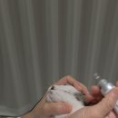 고양이눈 | 고양이 눈 건강 관리 후기 | 메디아이드롭 내돈내산