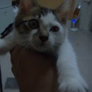 서교초교 이미지