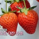 강부자 농장 이미지