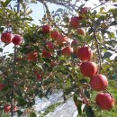 가을농원 이미지