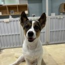 개냥이 Daum카페