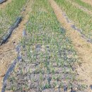 고요농장 이미지