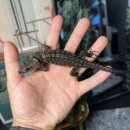 구로-구로-구로-1225 이미지