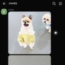 모여라 댕댕 이미지