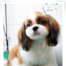 강아지 미용 이미지
