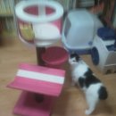 행운냥이 이미지