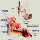 청춘애견 계룡점 이미지
