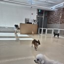 도그베이 미사점 이미지